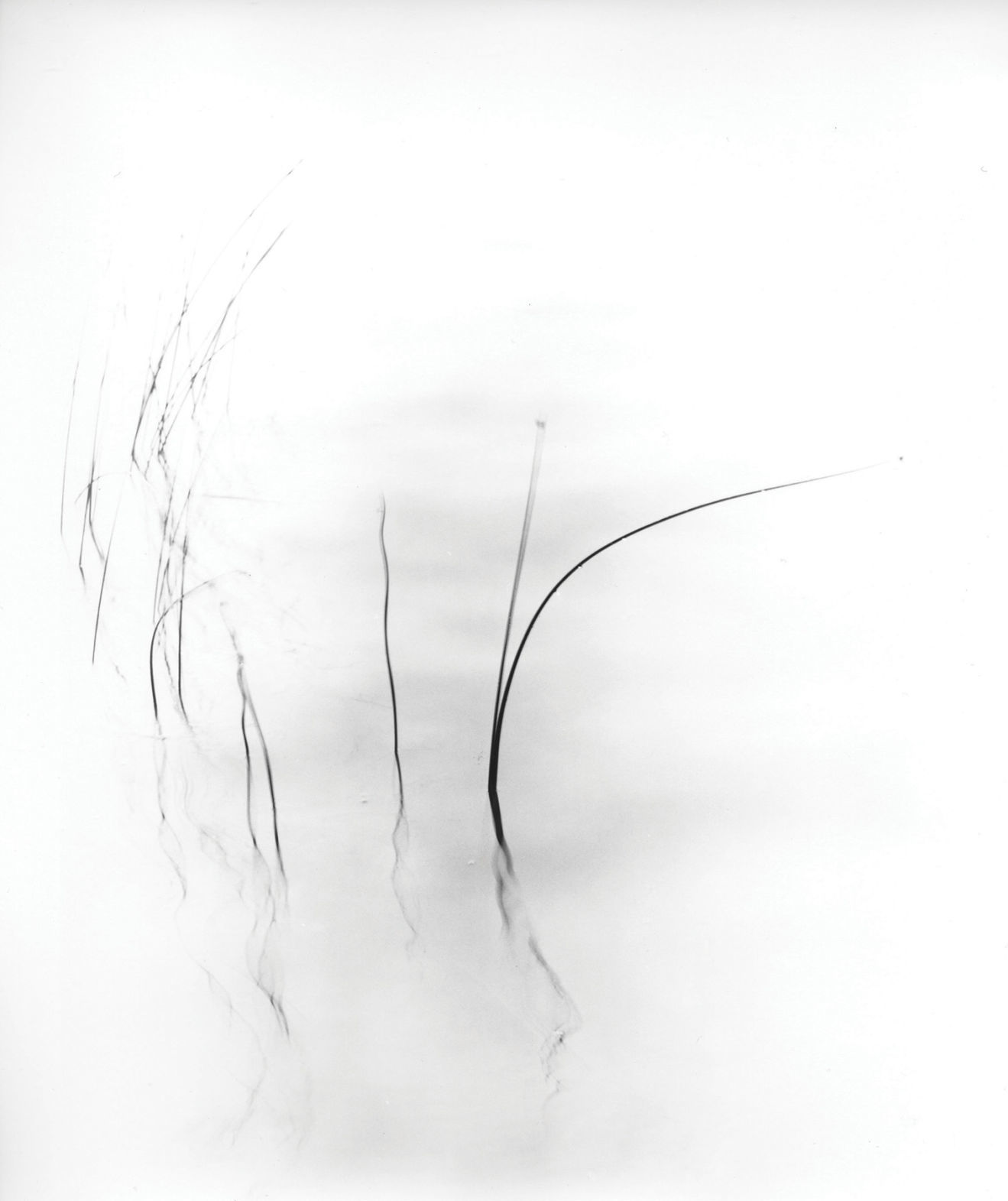 Wisps